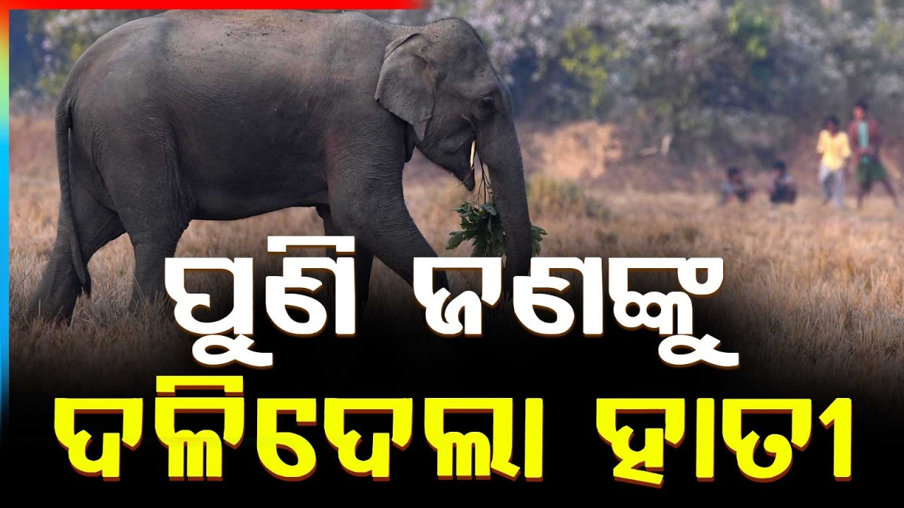 Youth Ki**ed in Elephant Attack | ହାତୀ ଆକ୍ରମଣରେ ଯୁବକଙ୍କ ଜୀବନ ଗଲା | Argus News
