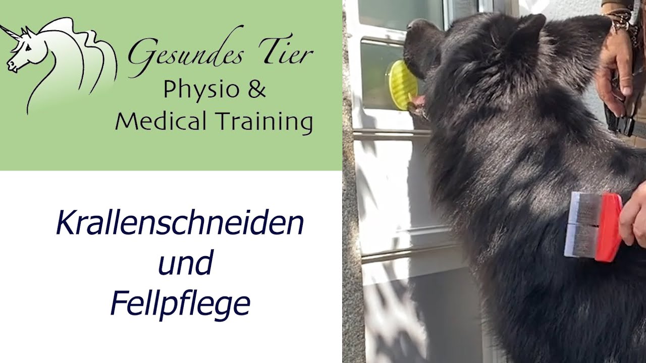 Hundetraining - Fellpflege und Krallen schneiden