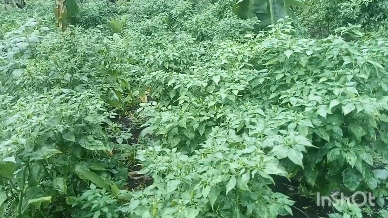 Pertanian cabe hari ini sangat mengiurkan#pertaniancabe#pertanianpisang