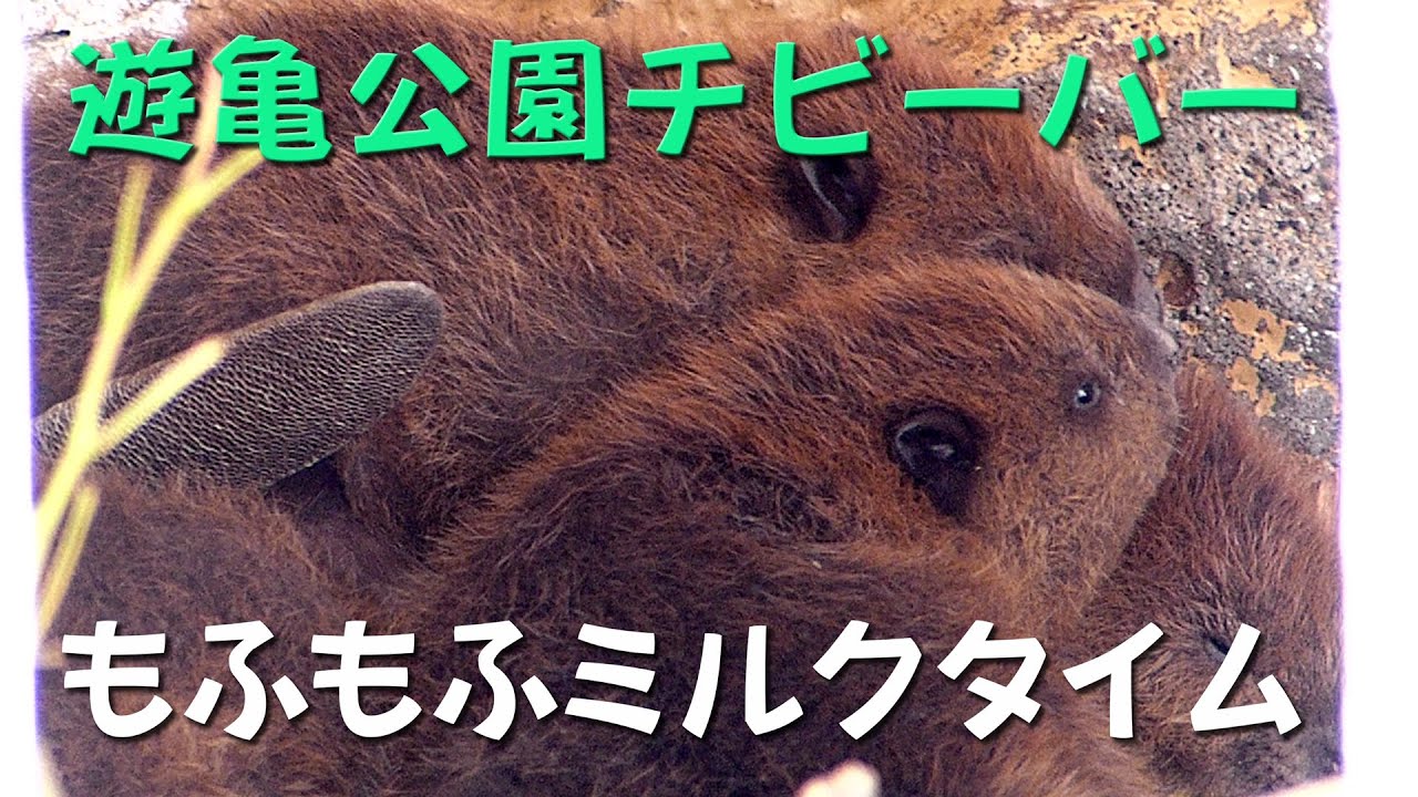 ビーバーの赤ちゃん【1】遊亀公園附属動物園へ！