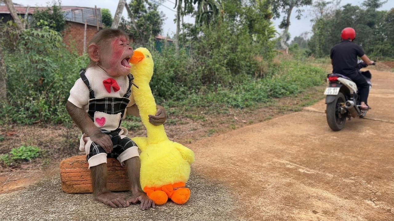 Monkey Moon Thinks Dad Left&hellip; The Truth Surprises Her