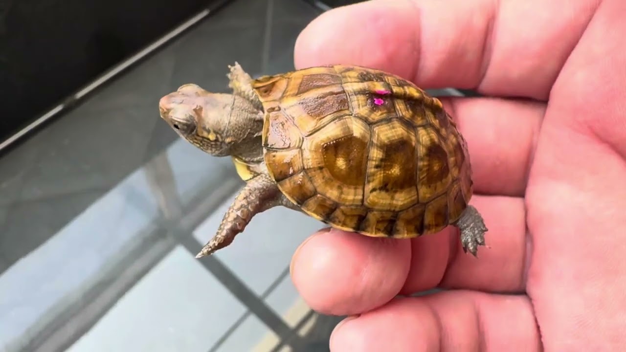 ポゴナ河合のアニマルラジオ　第1189回　ぶりくらで何も買わずにはいられませんでした