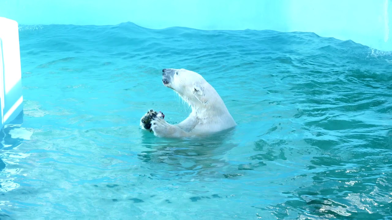 ホッキョクグマのキロル（冬の釧路市動物園）@北海道釧路市 White bear KIRORU at Kushiro Zoo, Hokkaido