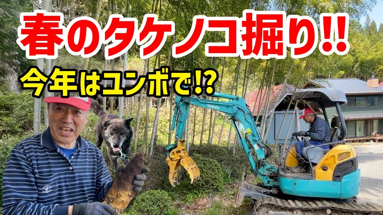 【春の恒例】たけのこ堀り -We use a backhoe to dig up bamboo shoots.-