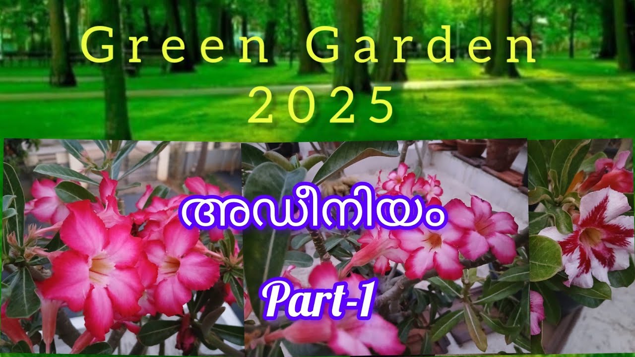 How to grow adenium | Points to be noted while growing adenium | Green Garden 2025