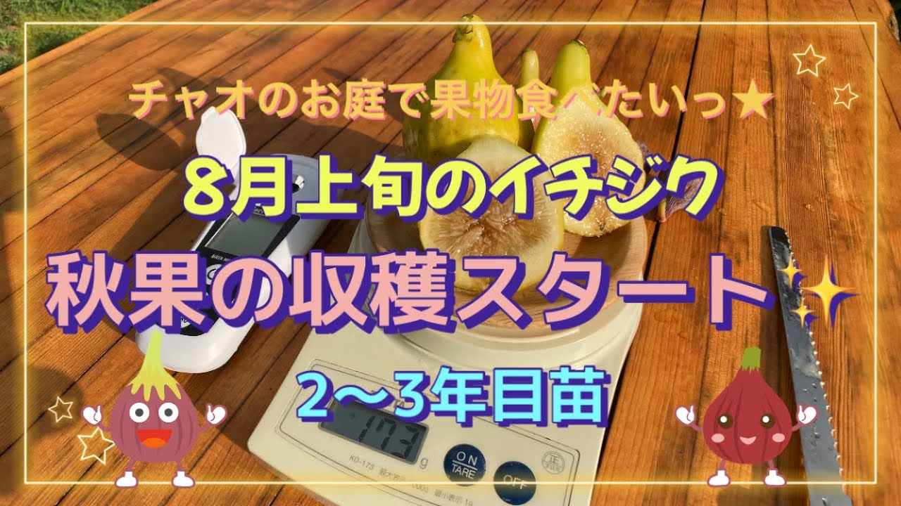 8月上旬のイチジク 秋果の収穫スタート✨