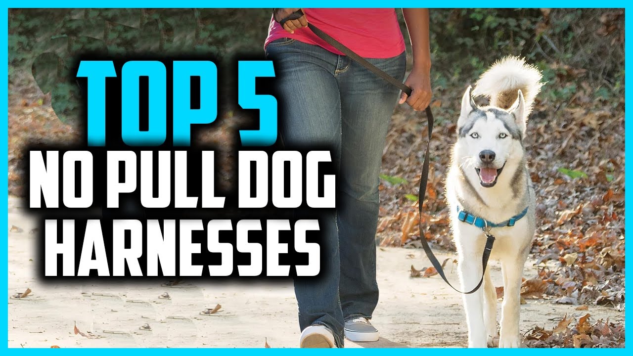 ✅Top 5 Best No Pull Dog Harnesses Review 2024
