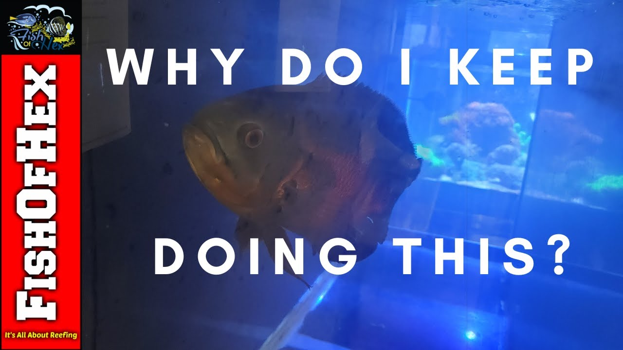 I Rescued A Very Large Oscar | Part 1 His Original Setup