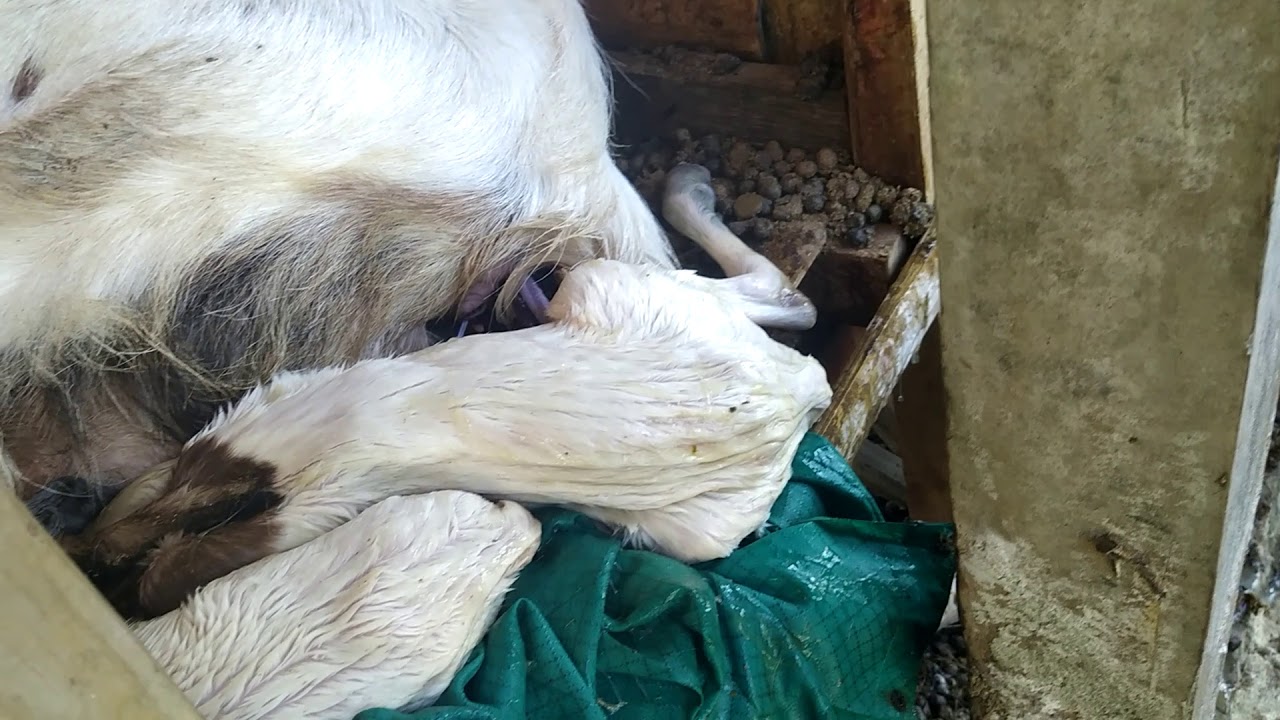 Detik-detik kambing beranak 4