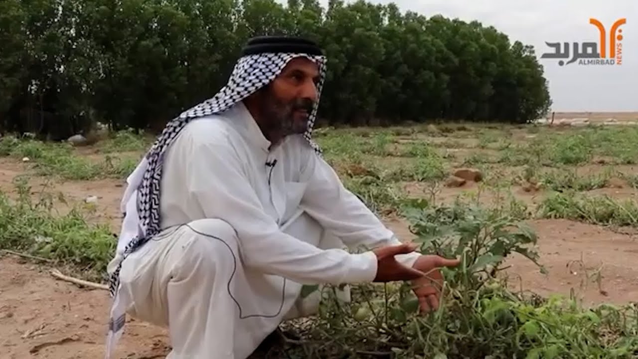 مزارعون في الزبير: هطول الأمطار والحالوب وقلة الدعم الحكومي كبدتنا خسائر فادحة