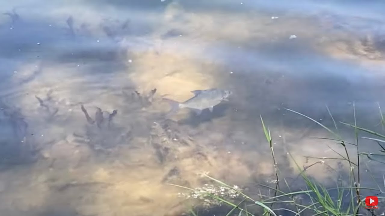 Pescuit la feeder,crap și novac pe balta Pădureni Sud