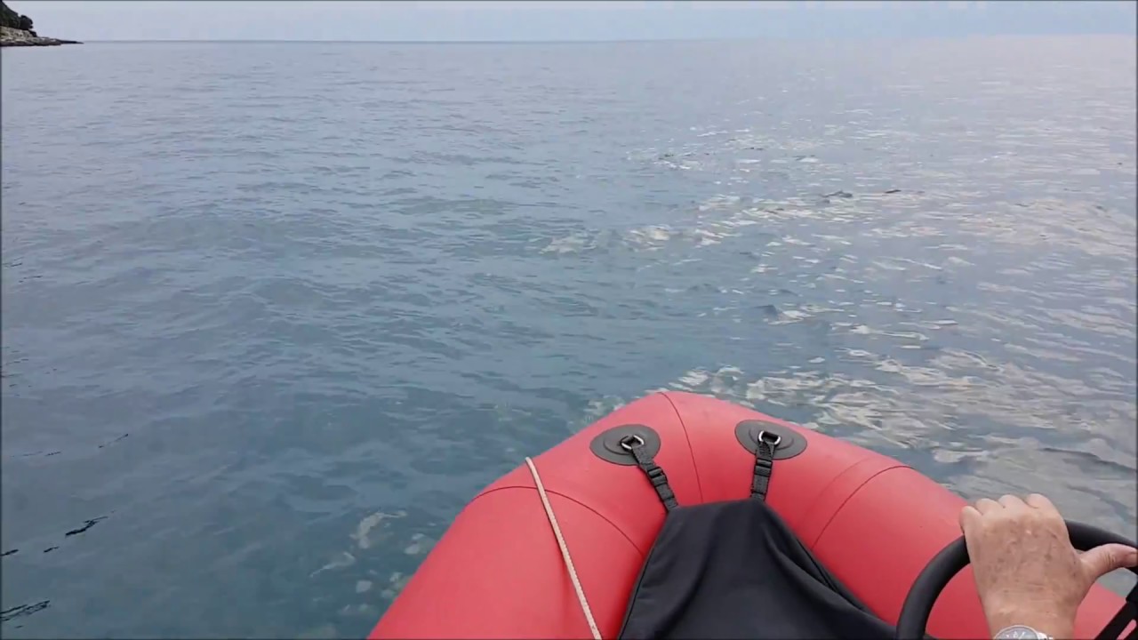 Delfin beobachtet in Kroatien, Istrien, Vrsar