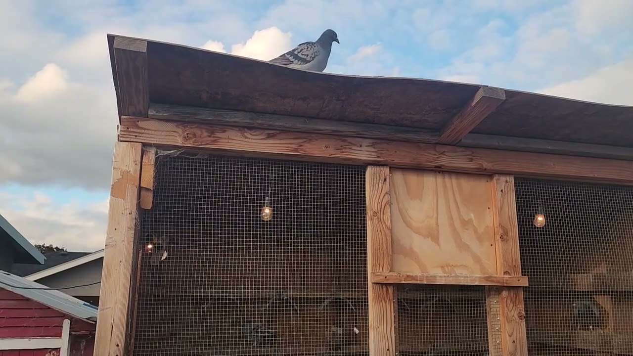 Fake Owls Don't Scare Off Hawks Trying to Kill Pigeons