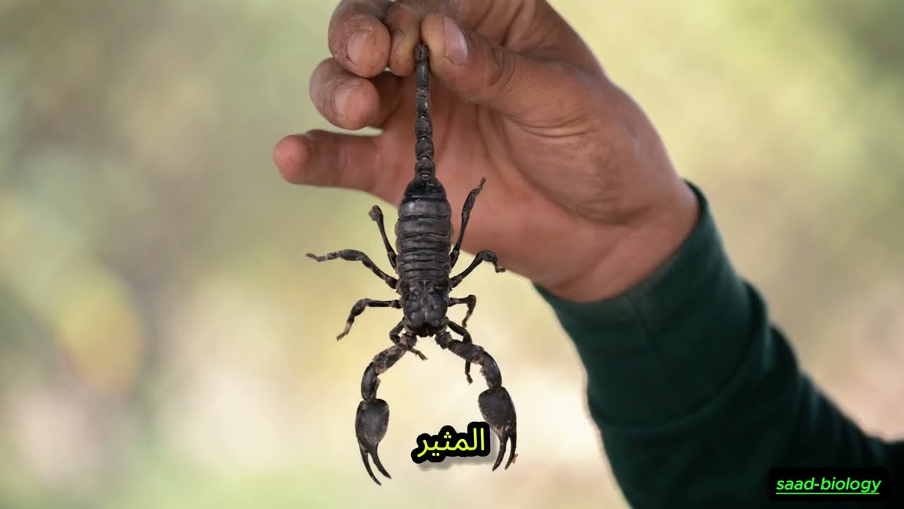 🦂 **أنواع لدغات العقارب وخطورتها على الإنسان!** 🧬