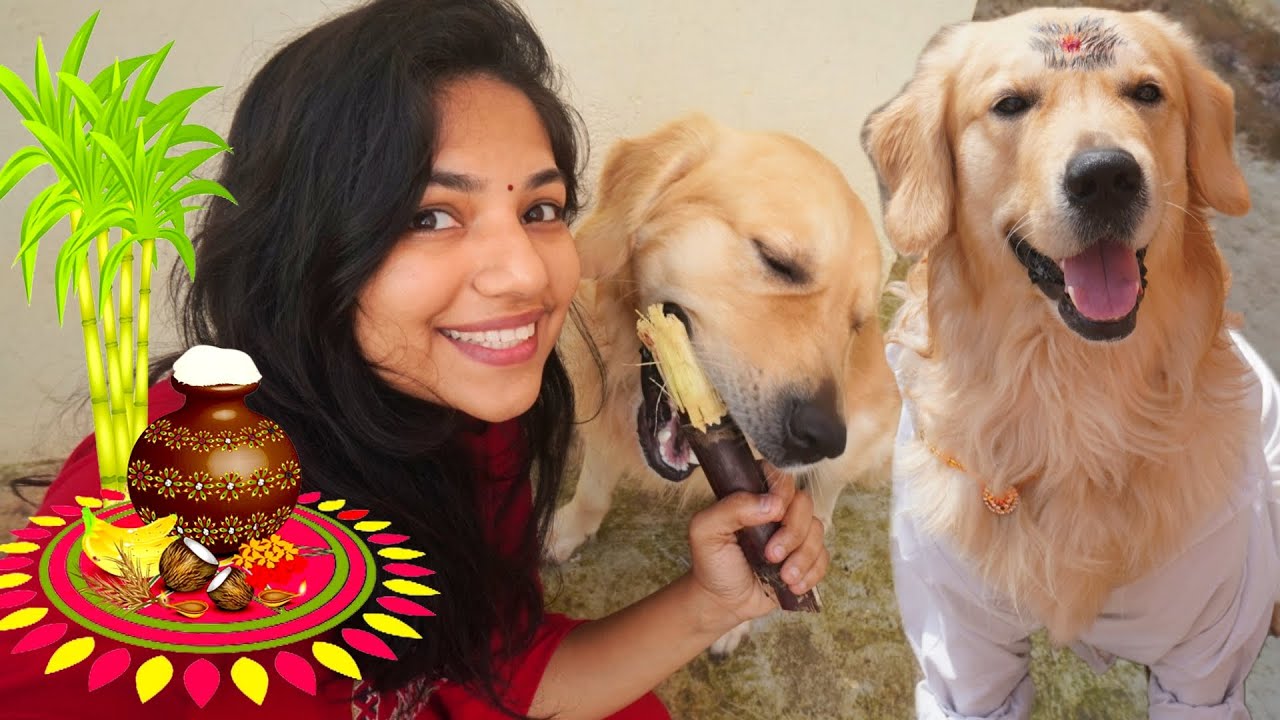 Rocky's Pongal vlog | pongal special | rockythegoldenretriver | funny reaction