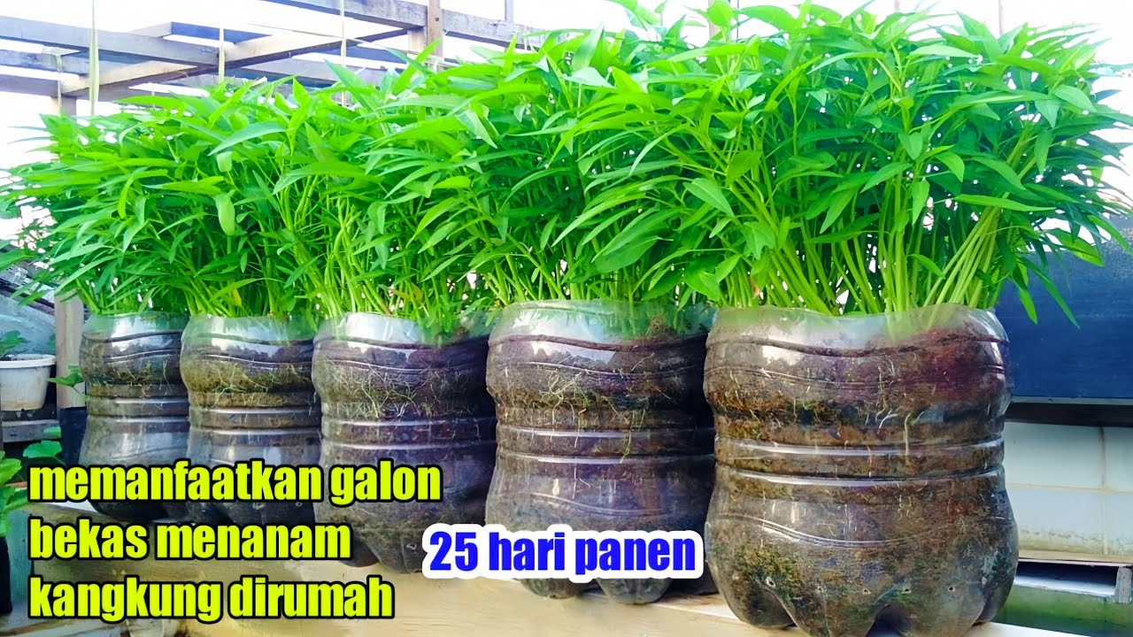 cara menanam kangkung | di galon bekas | dari biji sampai panen