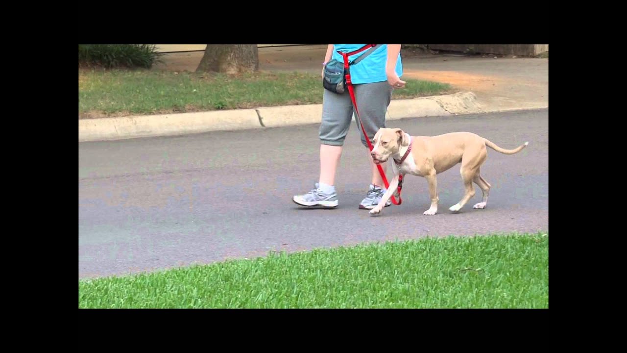 Loose Leash Walking: Part IV