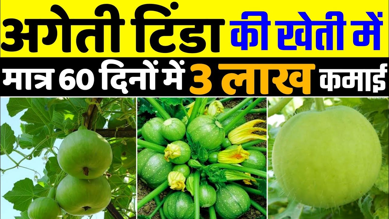 Tinda ki kheti | टिंडा की वैज्ञानिक खेती | Round gourd farming | tinde ki kheti kaise karen