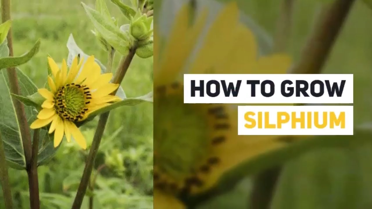 Silphium Growing Guide (Compass plant) by GardenersHQ