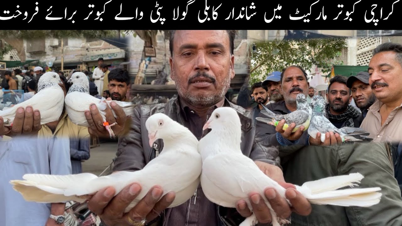 Kabootar Market Lalukhet Sunday Video Latest Update 30-11-2025 in Urdu/Hindi