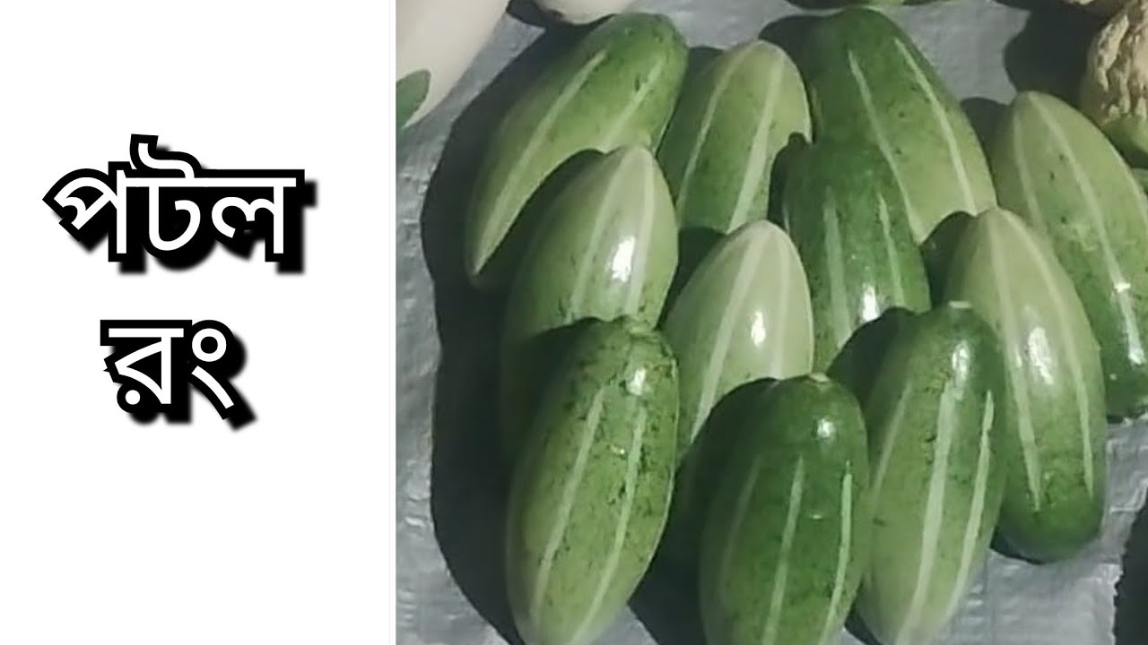 পটল রং