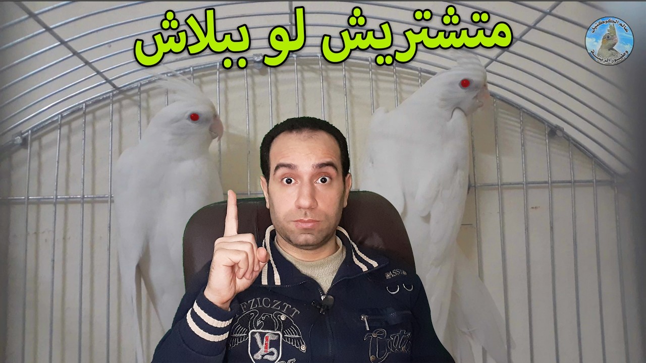طيور ممنوع شرائها ولو ببلاش ( بالمجان )