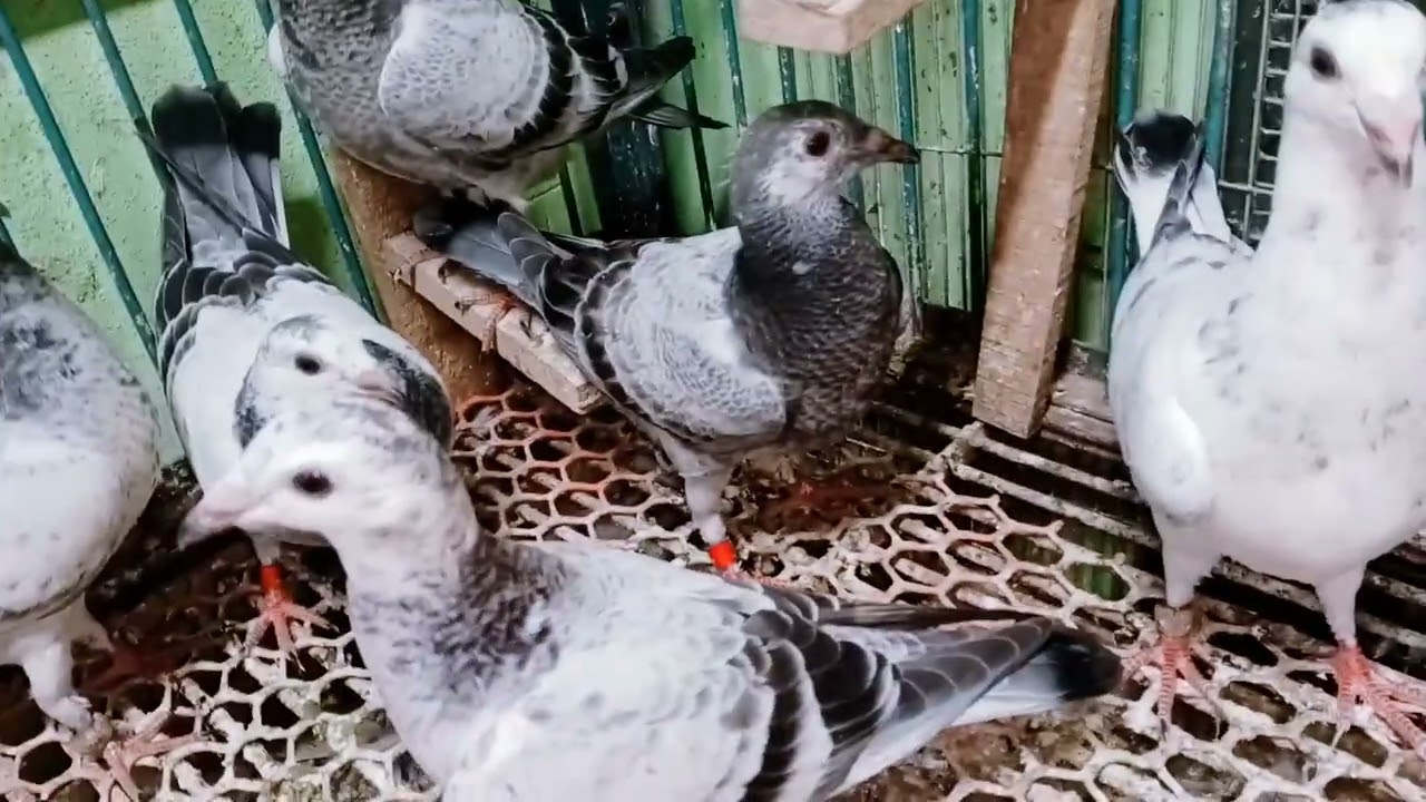 @pigeonlover3872⁩ show post  ‎⁨@liparoy521⁩  ‎⁨@KhanSirPatnaKhanGs⁩  ‎⁨@MrBeast⁩  ‎⁨@MrBeast⁩  🤲🤲🕊️🕊