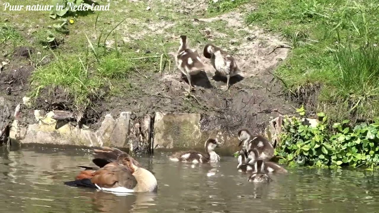 Nijlganzen met kleintjes Egyptian gooses with little ones