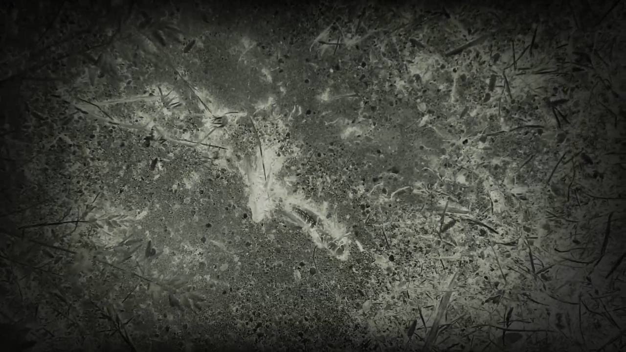 Insane ant madness