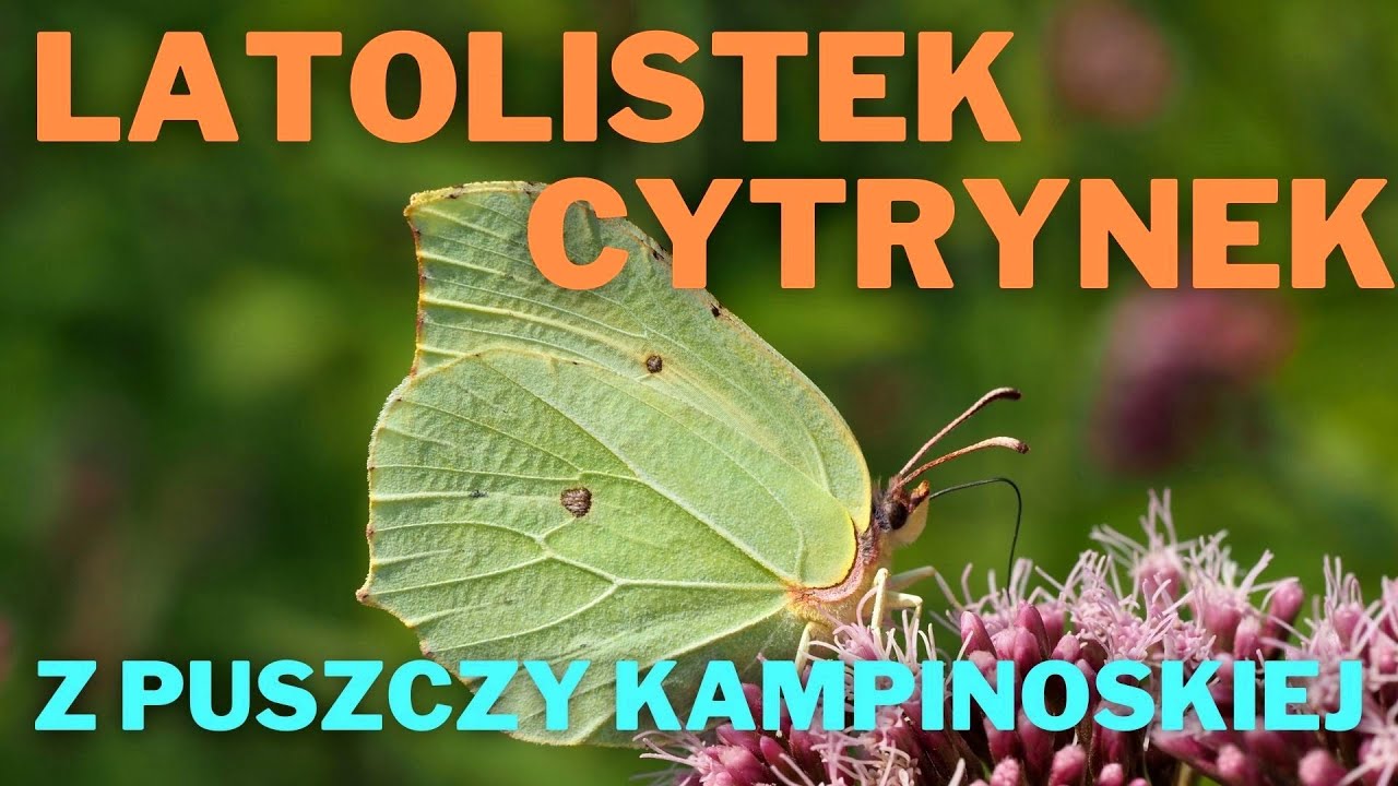 Latolistek cytrynek z Puszczy Kampinoskiej