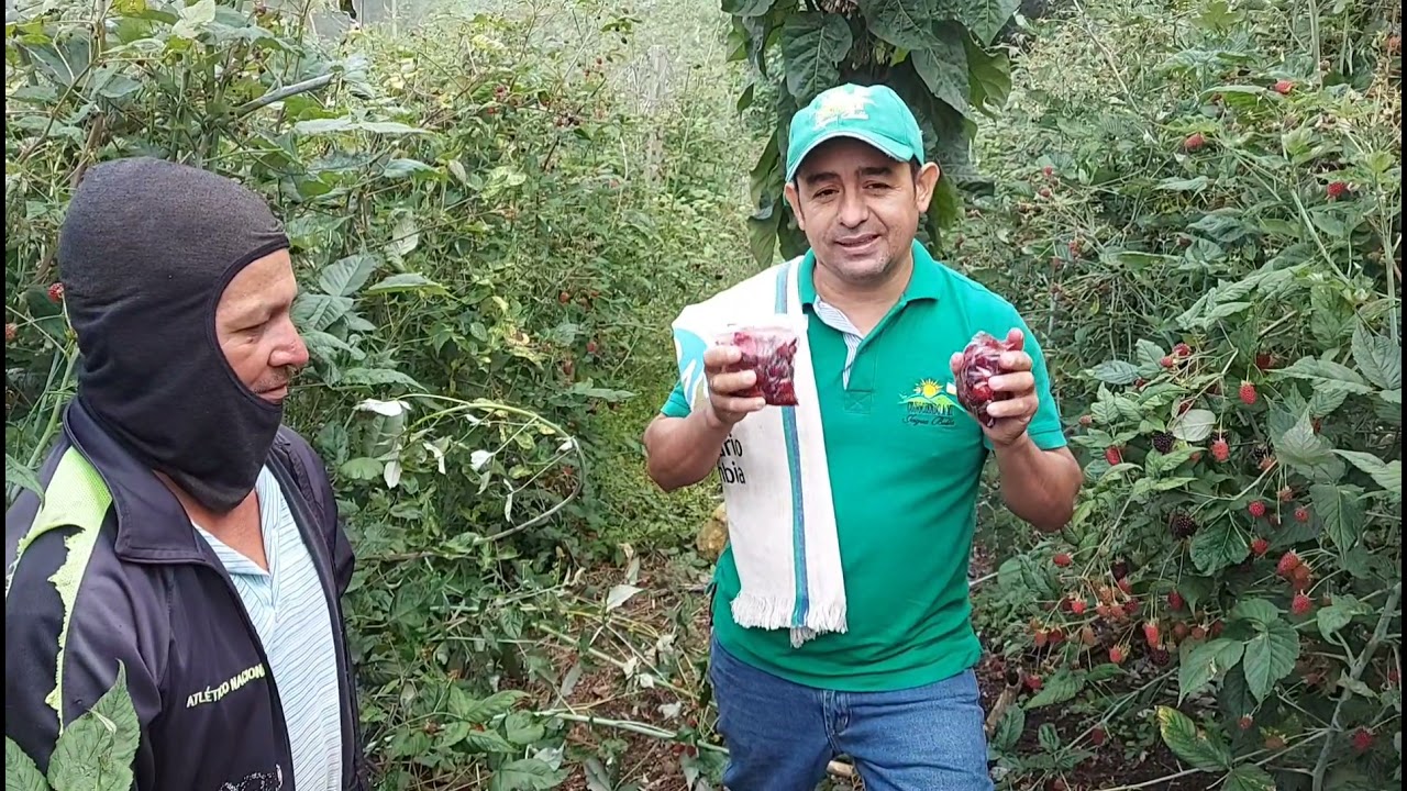 CULTIVO DE MORA VARIEDAD CASTILLA.