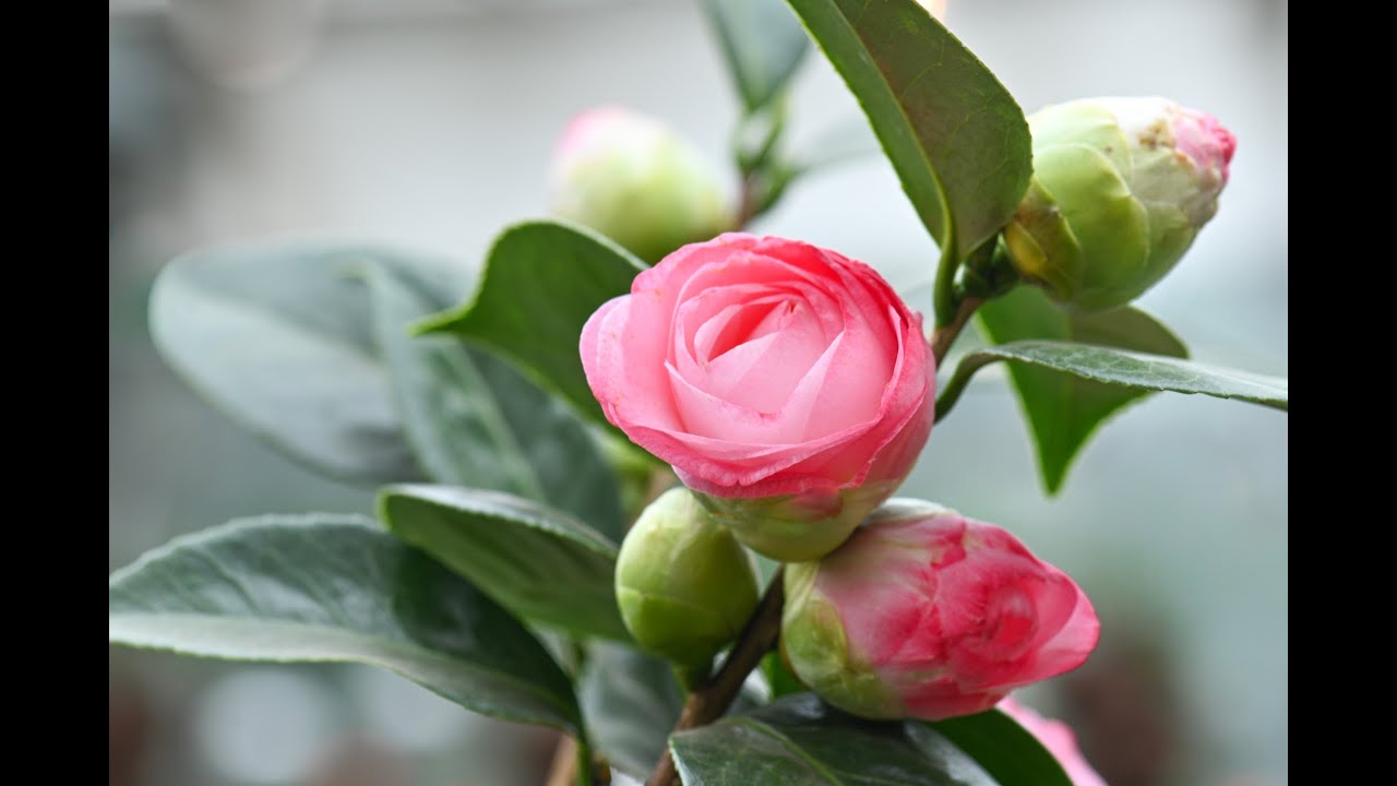 카멜리아 힐( Camellia Hill )/  세계 각국의 다양한 동백 수목원/ 260112