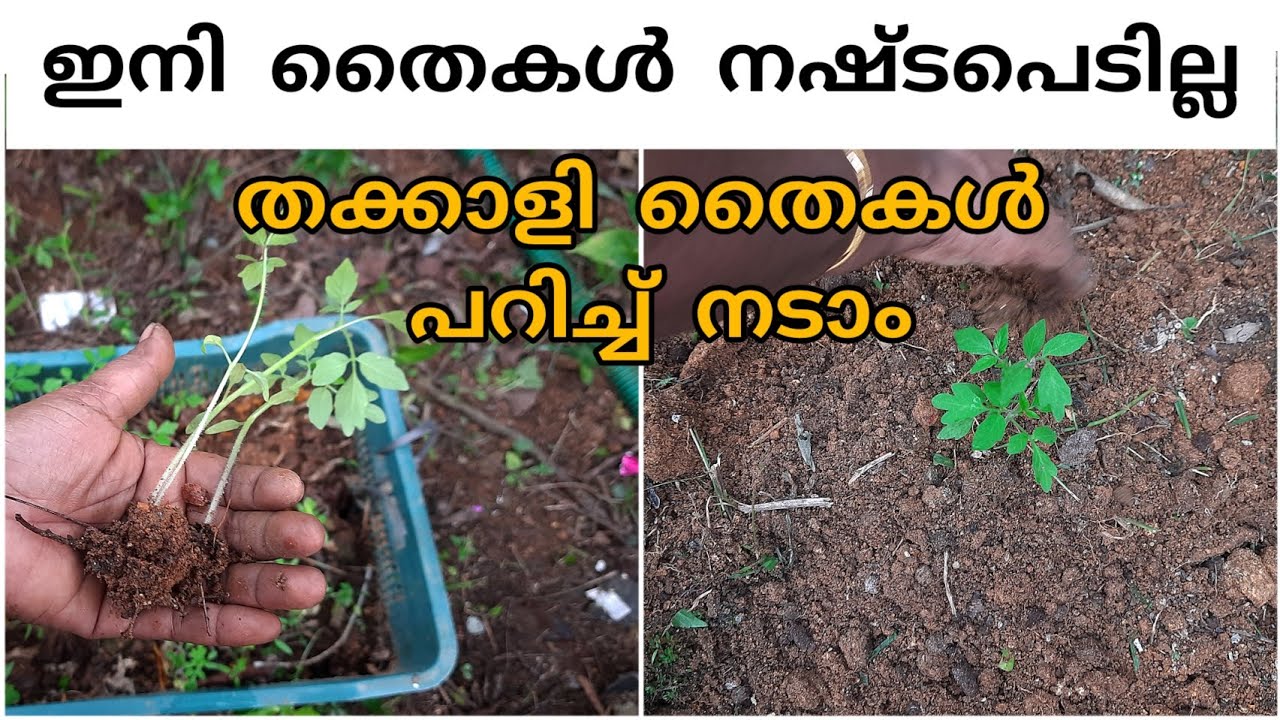 തക്കാളി തൈകൾ ഇനി നഷ്ടപെടില്ല |തൈകൾ ഇങ്ങനെ പറ്റിച്ച് നടു|