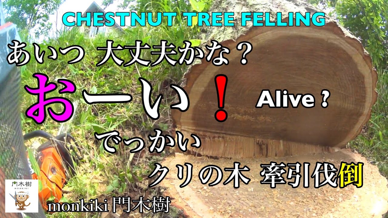 あいつ 大丈夫かな？ おーい！ でっかい クリの木 【牽引伐倒】 Chestnut tree felling  伐採  伐倒  危険  大木