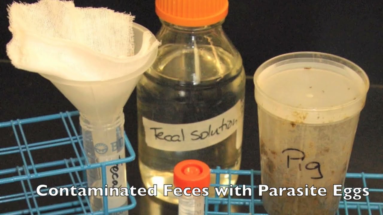 Parasitology: Fecal Float Procedure