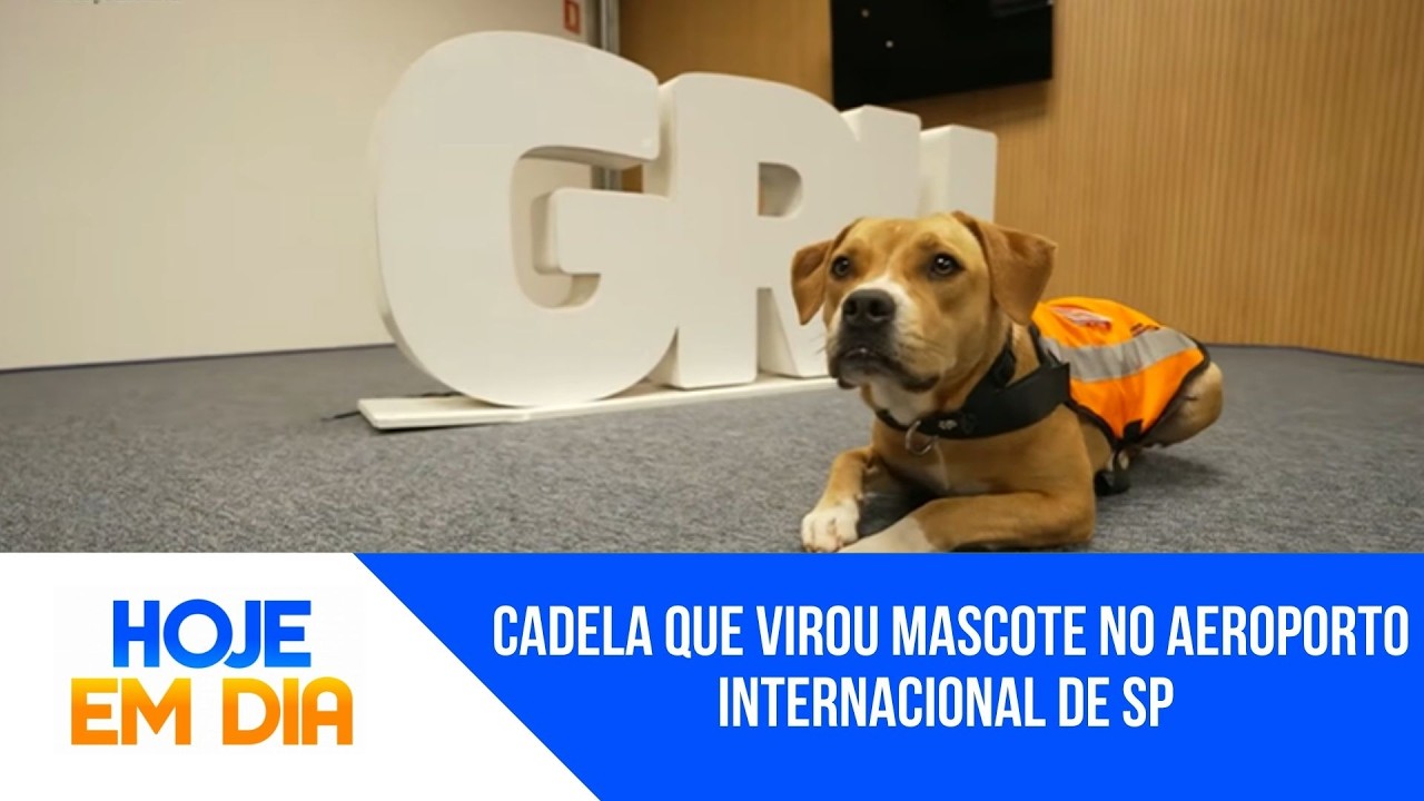 Conheça Charlie, uma simpática cadela que virou mascote no Aeroporto Internacional de SP