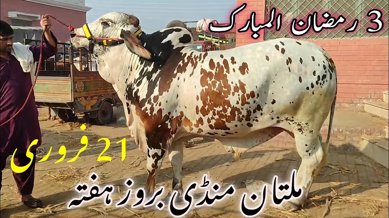 🔥 Multan Cow Mandi Saturday Update | 3 Ramzan ul Mubarak Special Rate & Entry Scene 🐂