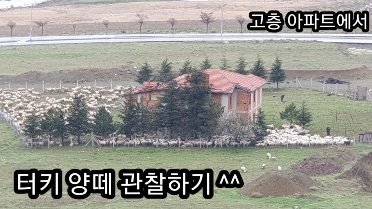 [네 자녀 아빠의 터키생활] 터키/고층아파트에서/양떼 관찰하기/두 양떼들의 Meeting Story/코로나19 극복