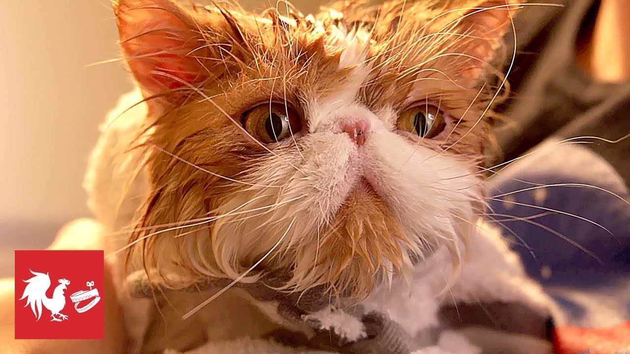 Pets Love Quarantine | RT Life