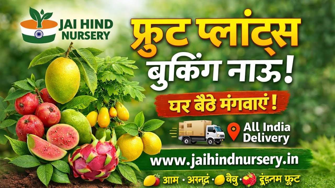 Fruit update Booking now अभी बुकिंग www.jaihindnursery.in 