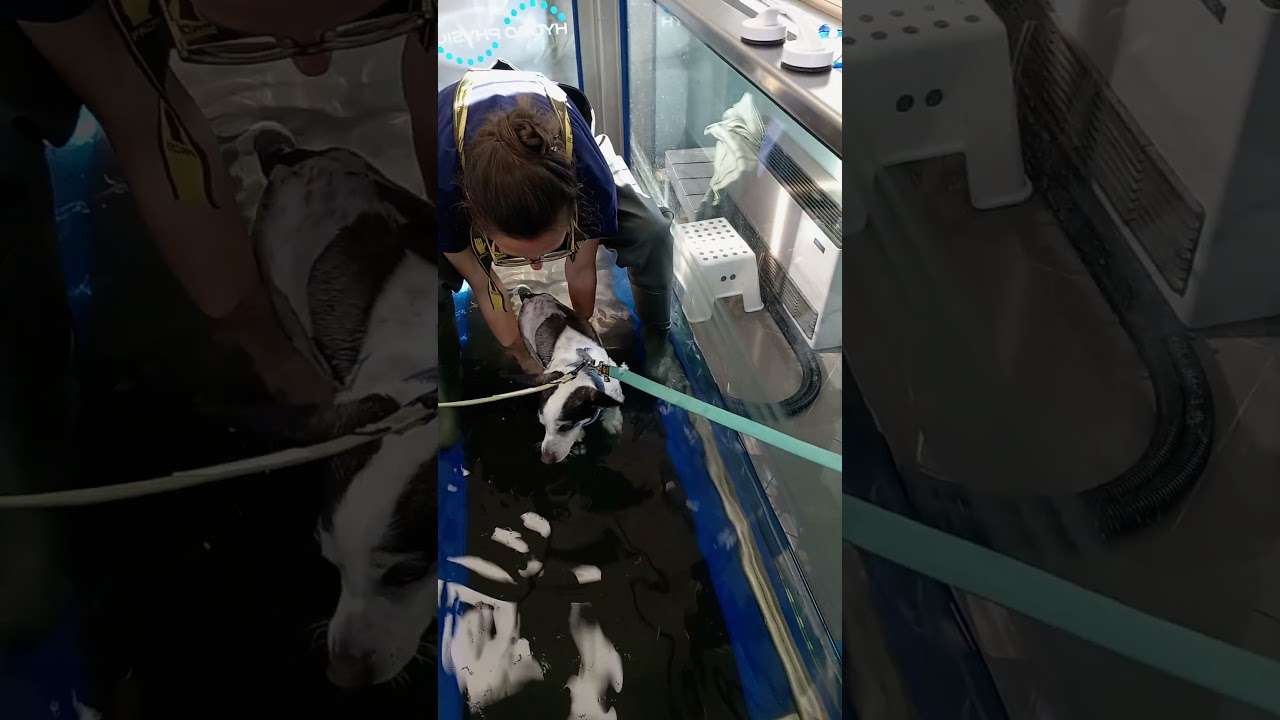 Cominciamo con idroterapia post operazione 🐶🫶#cane #idroterapia #postoperatorio #paralizzato