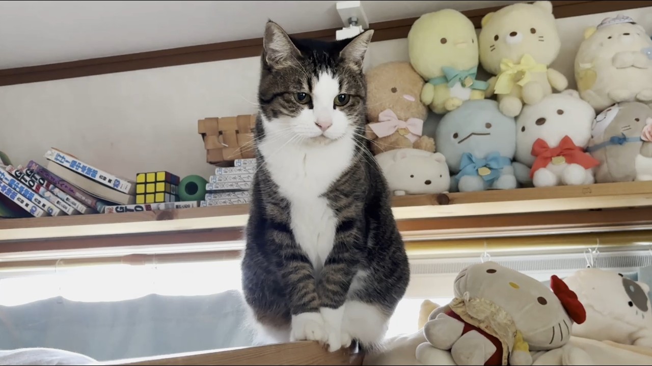 「その件については黙秘します」を貫く困ったちゃんな猫
