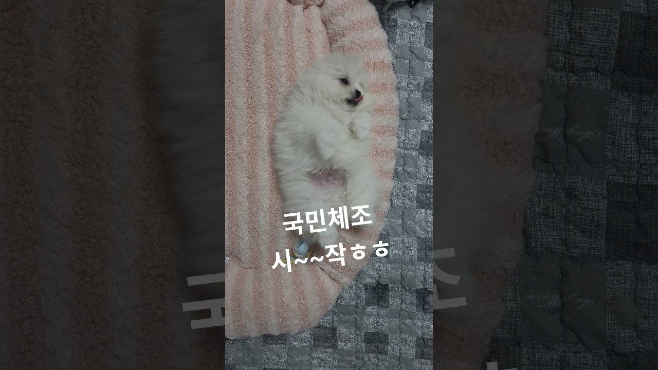 아침체조해요^^#강아지릴스#시고르자브종#말티즈#강아지인터뷰#포메라니안 #포메 #강아지#강아지쇼츠  #강아지분양#강아지일상 #귀여운강아지#puppy#두쫀쿠 #ai강아지