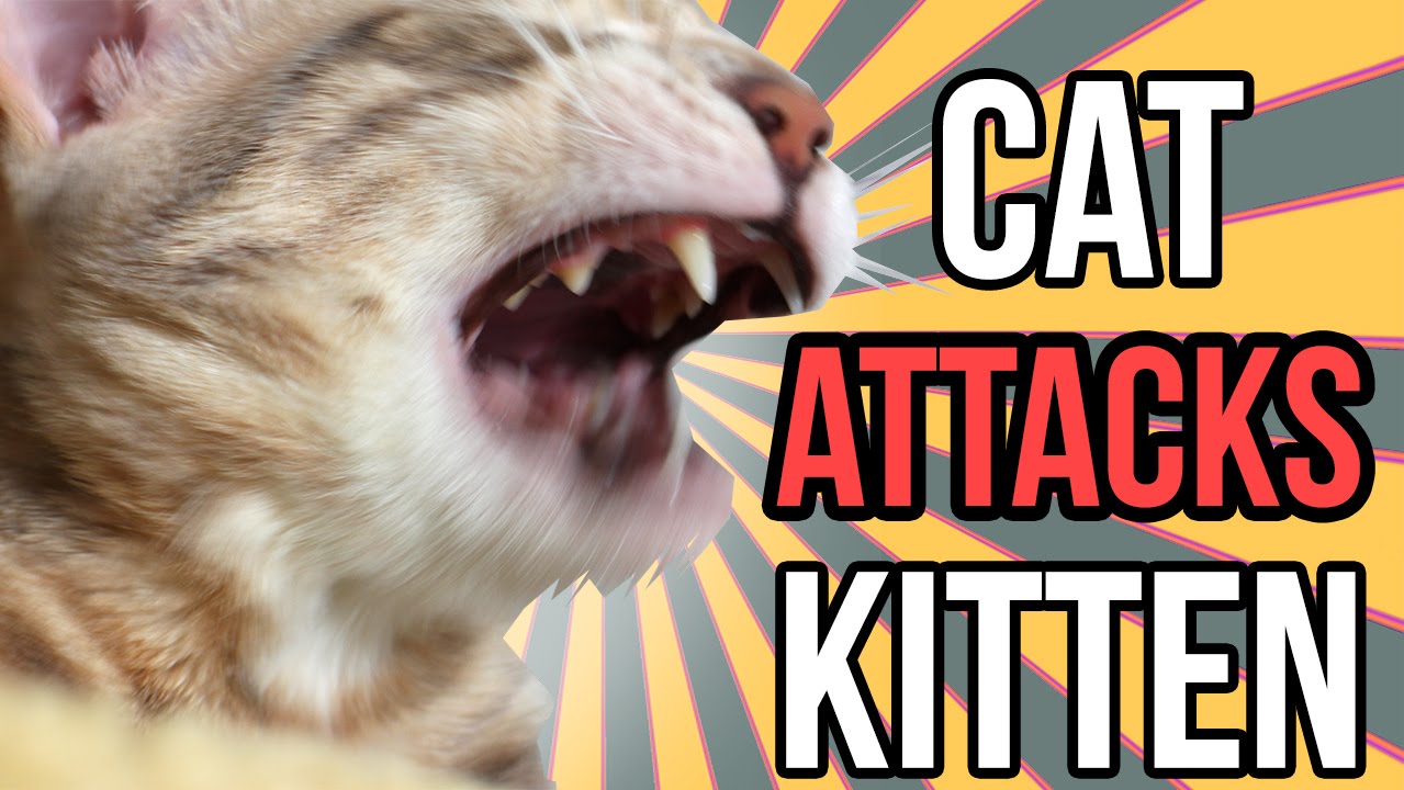Cat Attacks Kitten! GRAPHIC!
