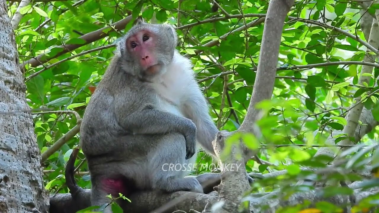 Update 19-02-2022! Poor Mama Pregnant monkey Jane waiting time give birth.