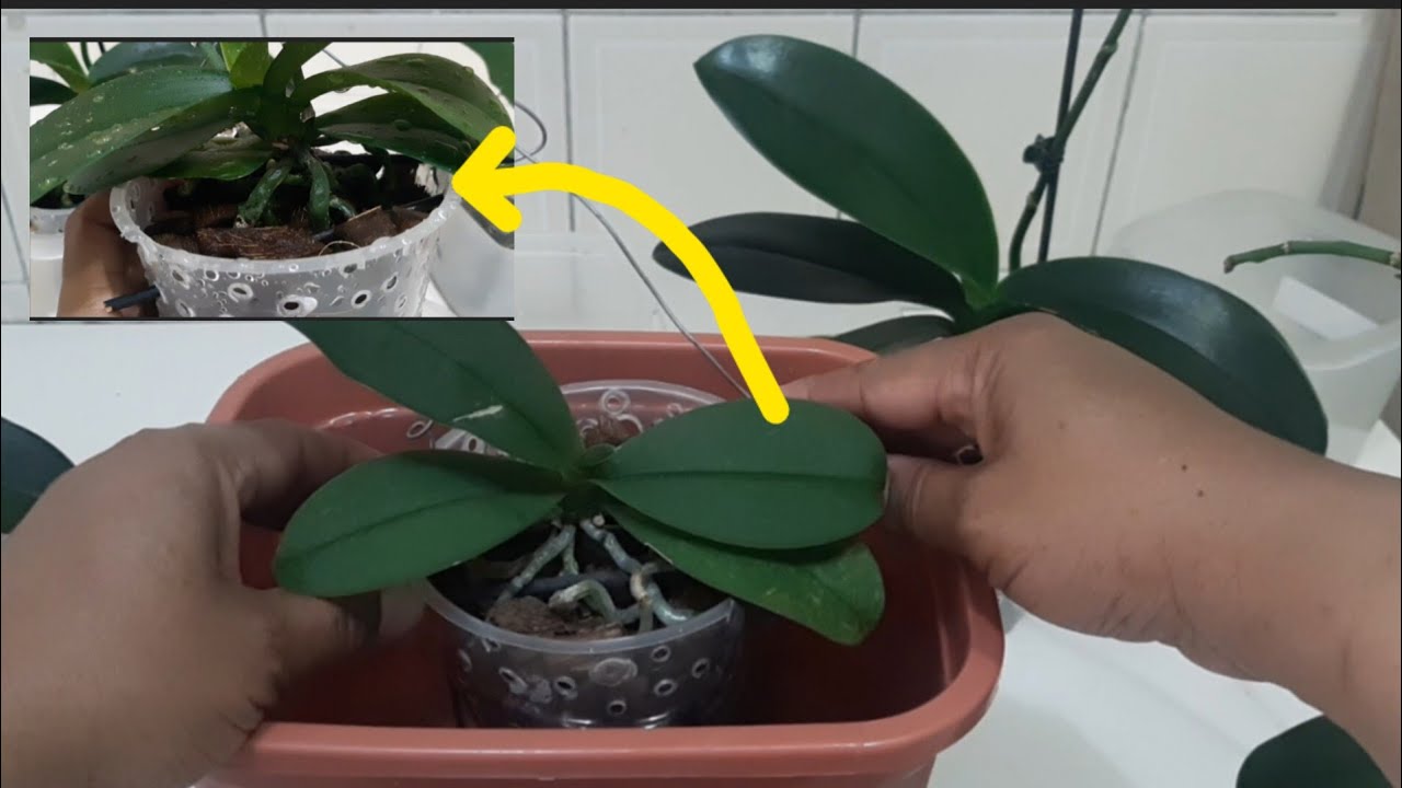 Rega por imersão nas Phalaenopsis. Hidratação de raízes e economia de água
