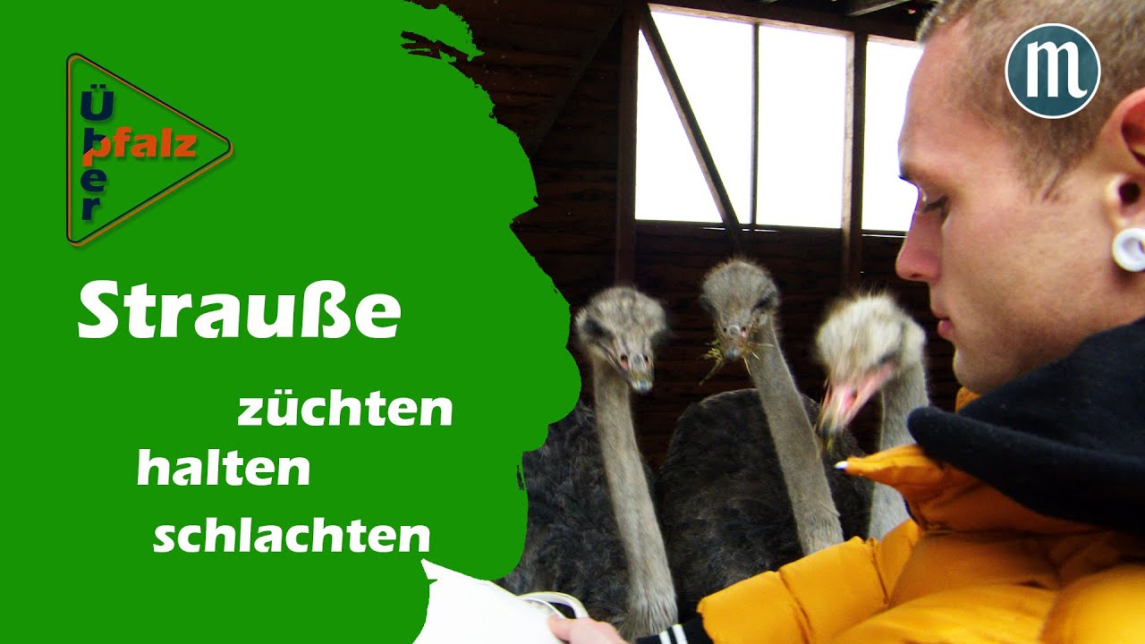 Daniel h&auml;lt Strau&szlig;e: Idylle mit Schlachtraum?