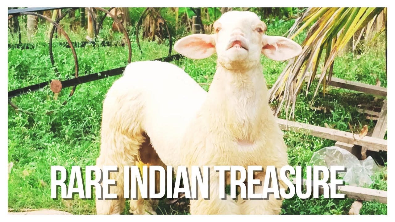 The Bandur Sheep - A Rare Indian Treasure