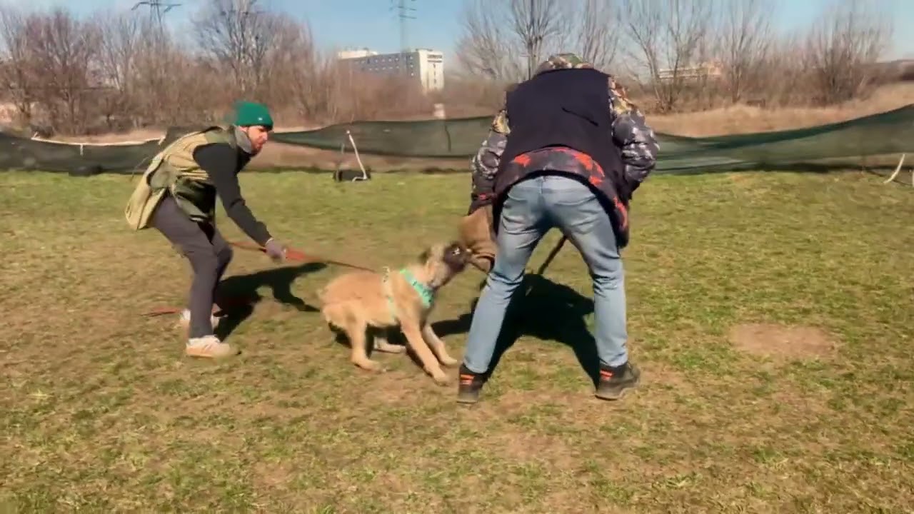 Lakenois | Owczarek Belgijski | #dogtraining #malinois #lakenois #dog #doglife #puppy