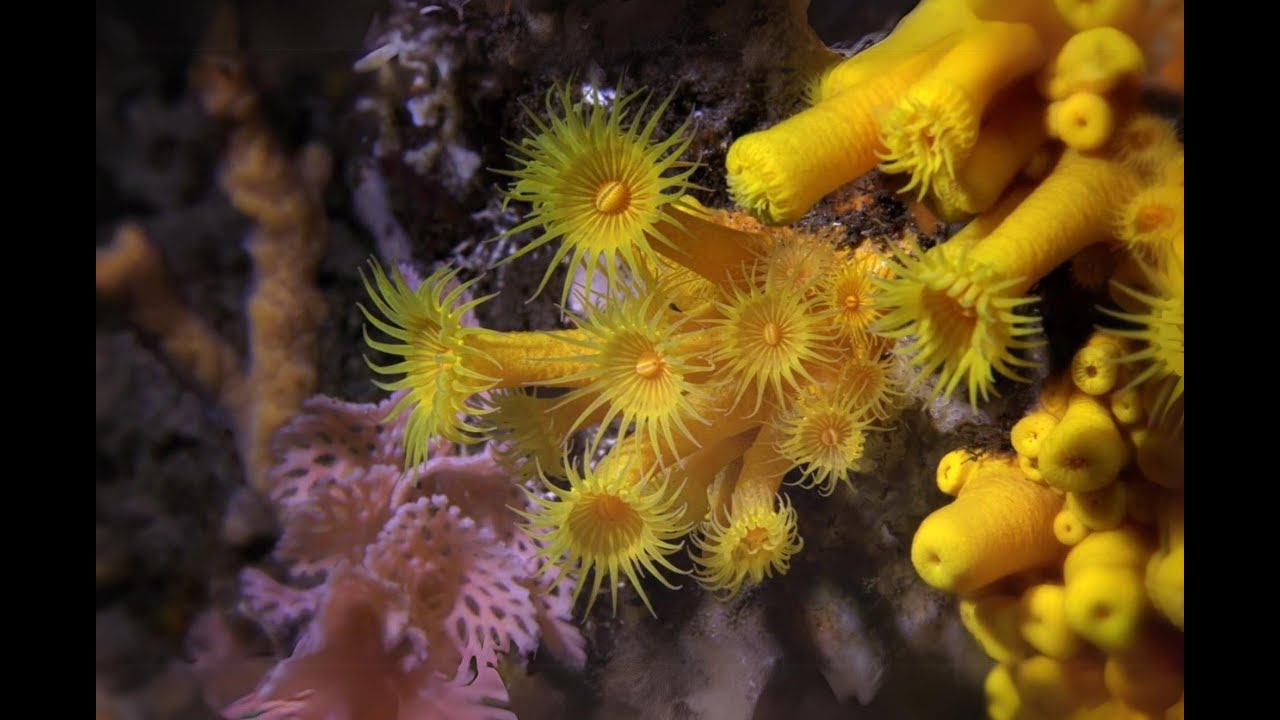 Port Davey Marine Reserve above and below